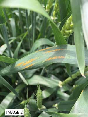 Image-2-Stripe-Rust.jpg